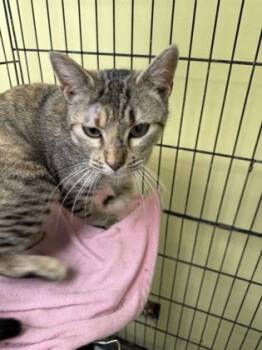 Domestic Short Hair Cats Available for Adoption in Beatrice, Nebraska - Celia | PetCurious