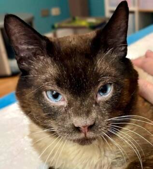 Rescue Siamese Cats for Adoption in Chicago, Illinois - Roosevelt | PetCurious