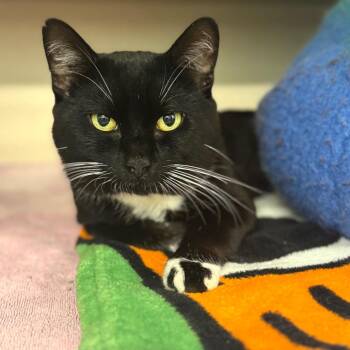 Domestic Short Hair Cats Available for Adoption in Wheeling, Illinois - Boots | PetCurious