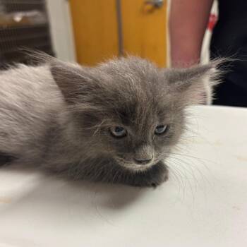 Dryer Lint -  Domestic Long Hair Cat for Adoption in Ottawa, Kansas - Dryer Lint | PetCurious