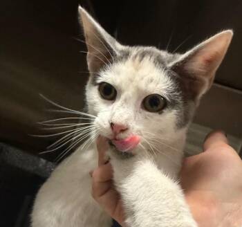 Oliver -  Domestic Medium Hair Cat for Adoption in Henderson, North Carolina - Oliver | PetCurious