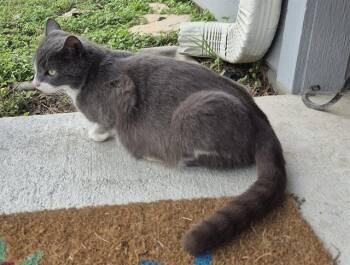 Domestic Short Hair Cats Available for Adoption in San Antonio, Texas - CICI | PetCurious
