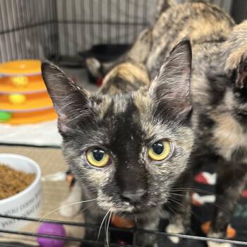 Paprika -  Domestic Short Hair Cat for Adoption in Wappingers Falls, New York - Paprika | PetCurious
