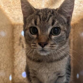 72463 -  Domestic Short Hair Cat for Adoption in Harrisonburg, Virginia - 72463 | PetCurious
