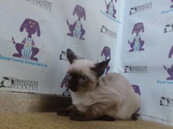 HICKORY -  Siamese Cat for Adoption in Orlando, Florida - HICKORY | PetCurious