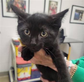 CURLY -  Domestic Short Hair Cat for Adoption in St. Louis, Missouri - CURLY | PetCurious