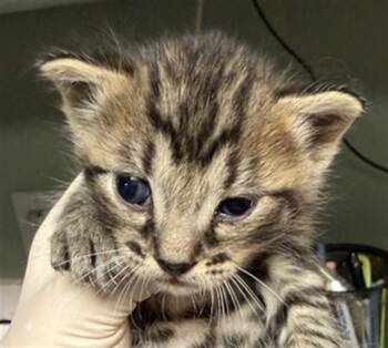 SOREN -  Domestic Short Hair Cat for Adoption in Jacksonville, Florida - SOREN | PetCurious