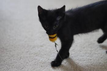 Ben -  Domestic Short Hair Cat for Adoption in Denver, Colorado - Ben | PetCurious