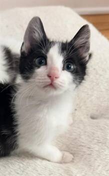 LIL -  Domestic Short Hair Cat for Adoption in Indianapolis, Indiana - LIL | PetCurious