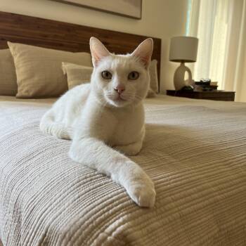Zuri (little white shadow) -  Domestic Short Hair Cat for Adoption in Satsuma, Alabama - Zuri (little White Shadow) | PetCurious