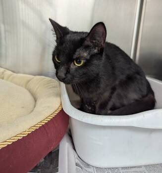 Rescue Domestic Short Hair Cats for Adoption in La Porte, Indiana - Martini | PetCurious