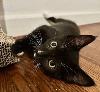 Maxwell -  Domestic Short Hair Cat for Adoption in Seal Beach, California - Maxwell | PetCurious