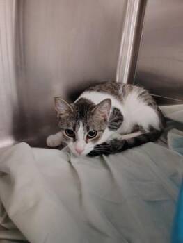 Chloe -  Domestic Short Hair Cat for Adoption - Chloe | PetCurious