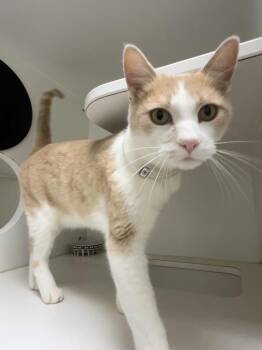 Rescue Domestic Short Hair Cats for Adoption in Hayward, California - BUTTERS | PetCurious
