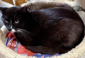 Domestic Short Hair Cats Available for Adoption - Pippin | PetCurious