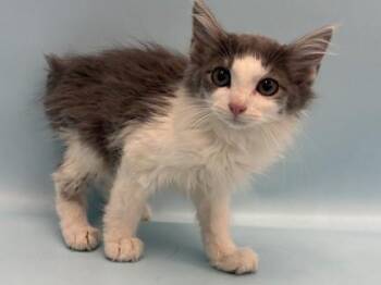 Art -  Domestic Medium Hair and Domestic Short Hair Cat for Adoption in Golden Valley, Minnesota - Art | PetCurious