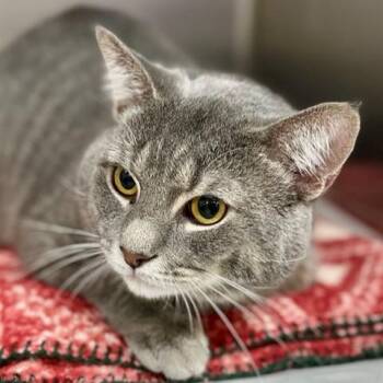 Lorenzo- 52443 -  Domestic Short Hair Cat for Adoption in Columbia, Maryland - Lorenzo- 52443 | PetCurious