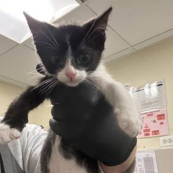 Crepe -  Domestic Short Hair Cat for Adoption in Chicago, Illinois - Crepe | PetCurious