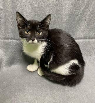 Clair -  Domestic Short Hair Cat for Adoption in Jackson, Michigan - Clair | PetCurious