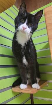 LOVER BOY -  Domestic Short Hair Cat for Adoption in St. Peters, Missouri - LOVER BOY | PetCurious