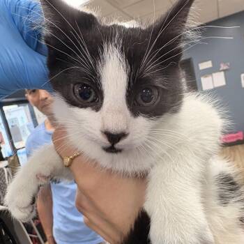 Sundae -  Domestic Short Hair Cat for Adoption in Newark, New Jersey - Sundae | PetCurious