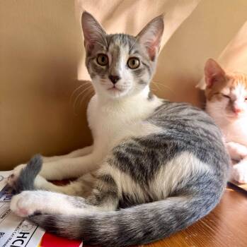 Shark -  Domestic Short Hair Cat for Adoption - Shark | PetCurious
