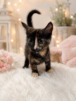 Krystal -  Domestic Short Hair Cat for Adoption in Chattanooga, Tennessee - Krystal | PetCurious