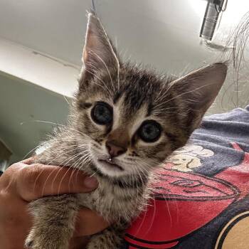 Domestic Medium Hair Cats Available for Adoption in Leander, Texas - Porkie | PetCurious