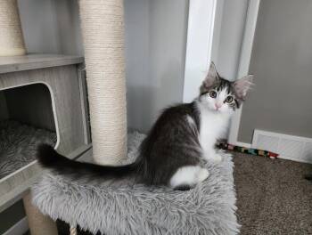 Precious -  Domestic Long Hair Cat for Adoption in Wheaton, Illinois - Precious | PetCurious