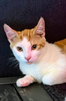 Rescue American Shorthair Cats for Adoption in Denver, North Carolina - Vale | PetCurious