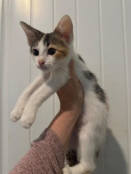 Justice -  Domestic Short Hair Cat for Adoption in Warrenville, South Carolina - Justice | PetCurious