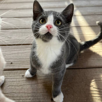 Rescue Domestic Short Hair Cats for Adoption in Abingdon, Maryland - 1125-99 Blossom | PetCurious