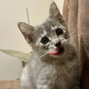 Rescue Domestic Short Hair Cats for Adoption in Houston, Texas - Raindrop | PetCurious