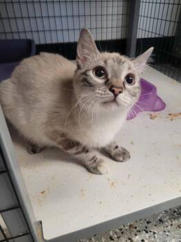 Jill -  Siamese and Domestic Short Hair Cat for Adoption in Republic, Missouri - Jill | PetCurious