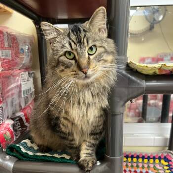 Domestic Long Hair Cats Available for Adoption - Dipper | PetCurious