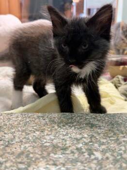Biscuit -  Domestic Long Hair and Domestic Short Hair Cat for Adoption - Biscuit | PetCurious