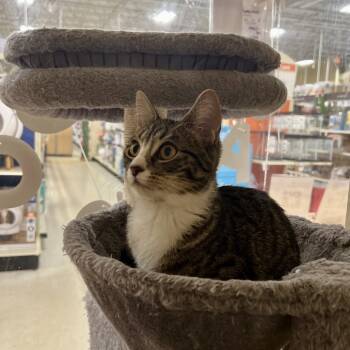 Rescue Domestic Short Hair Cats for Adoption in Mount Laurel Township, New Jersey - Jen | PetCurious