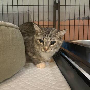 Leena -  Domestic Short Hair Cat for Adoption in Columbus, North Carolina - Leena | PetCurious