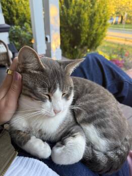 Rescue Domestic Short Hair Cats for Adoption in Melrose, Massachusetts - Oliver | PetCurious