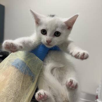 Rescue Domestic Short Hair Cats for Adoption in Evanston, Illinois - Myling | PetCurious