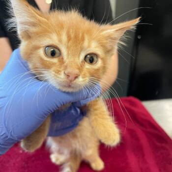 Funshine Bear -  Domestic Short Hair Cat for Adoption in Charlottesville, Virginia - Funshine Bear | PetCurious
