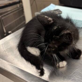 C12 -  American Wirehair Cat for Adoption in Portland, Texas - C12 | PetCurious