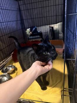 Bee -  Domestic Short Hair Cat for Adoption in Naples, Florida - Bee | PetCurious
