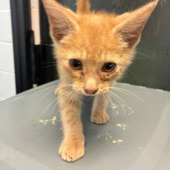 Lasagna -  Domestic Short Hair Cat for Adoption in Gadsden, Alabama - Lasagna | PetCurious