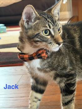 Jack -  Tabby Cat for Adoption in Woodinville, Washington - Jack | PetCurious