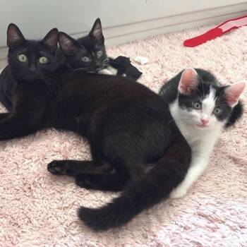 Peter Pettigrew -  Domestic Short Hair Cat for Adoption in Brownsboro, Alabama - Peter Pettigrew | PetCurious