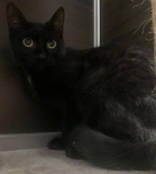 Domestic Short Hair Cats Available for Adoption - Reno | PetCurious