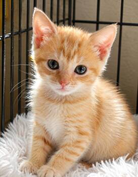 Buddy Boar -  Domestic Short Hair Cat for Adoption in Parkville, Maryland - Buddy Boar | PetCurious