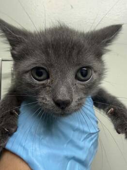 Kitsune -  Domestic Short Hair Cat for Adoption in Evansville, Indiana - Kitsune | PetCurious