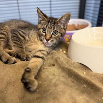 Murtagh -  Domestic Short Hair Cat for Adoption in Portage, Michigan - Murtagh | PetCurious